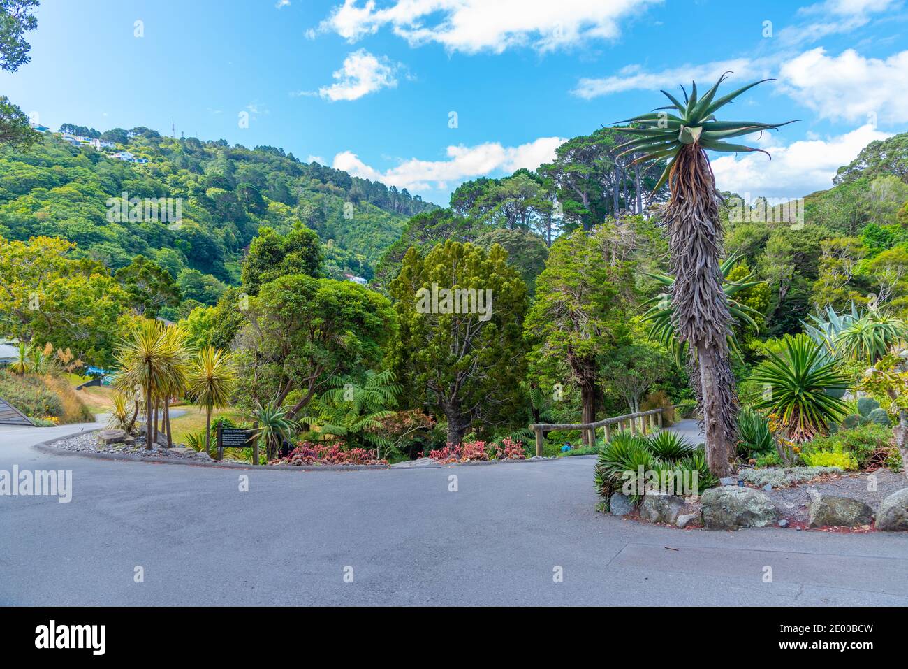 Colorful plants at Wellington Botanic garden in New Zealand Stock Photo ...