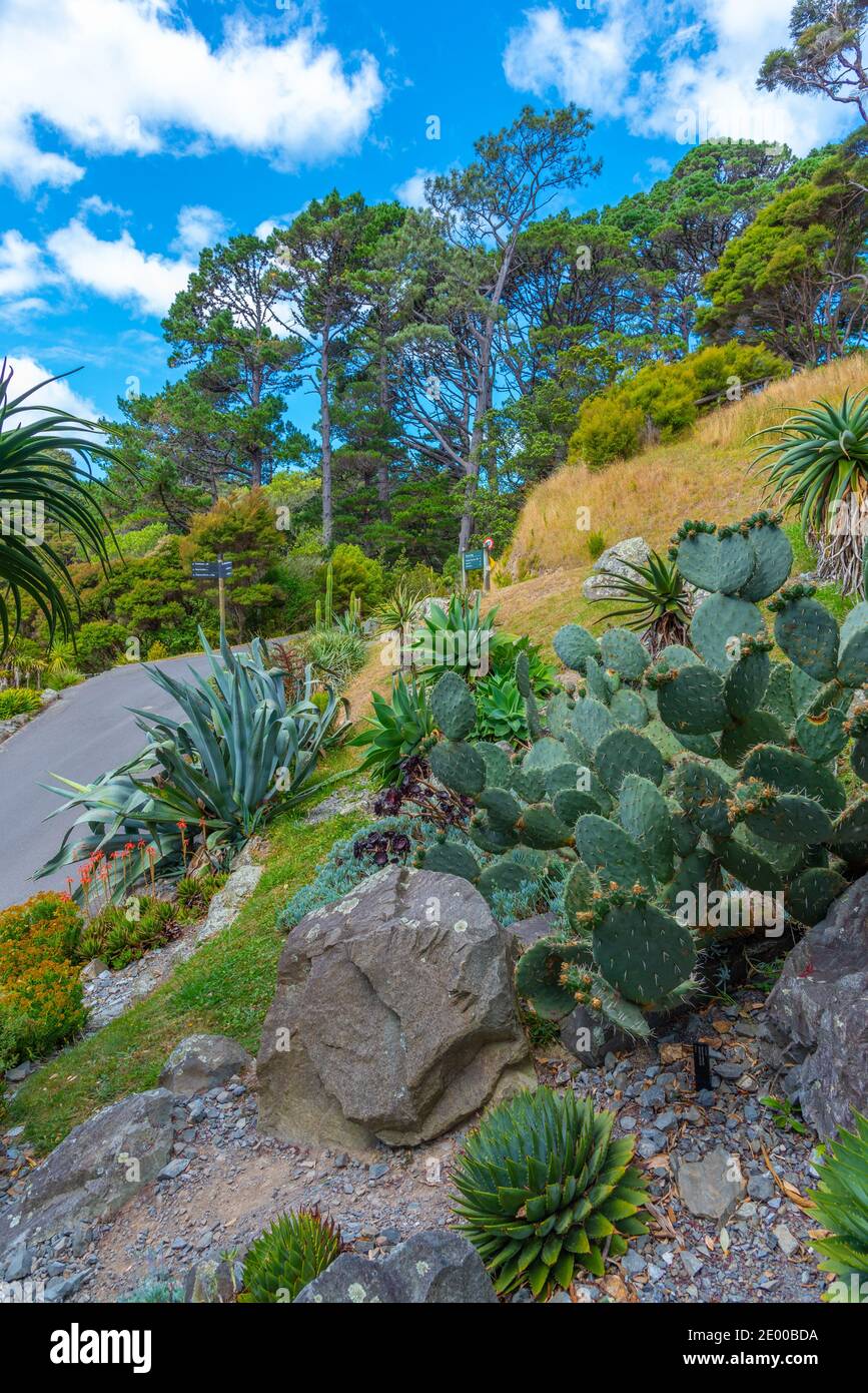 Colorful plants at Wellington Botanic garden in New Zealand Stock Photo