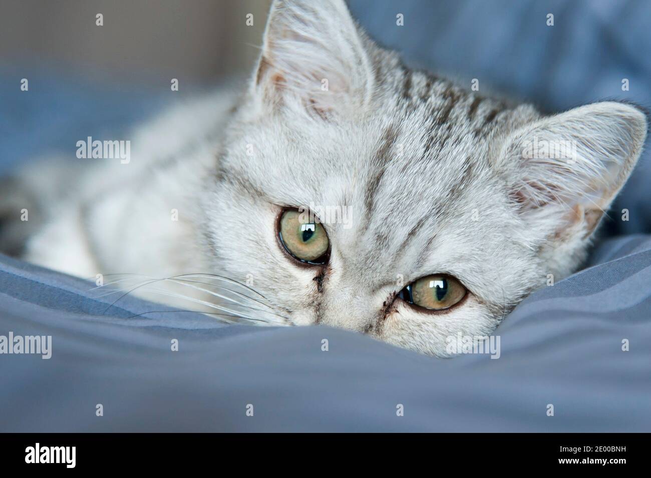 Silver tabby mackerel hires stock photography and images Alamy