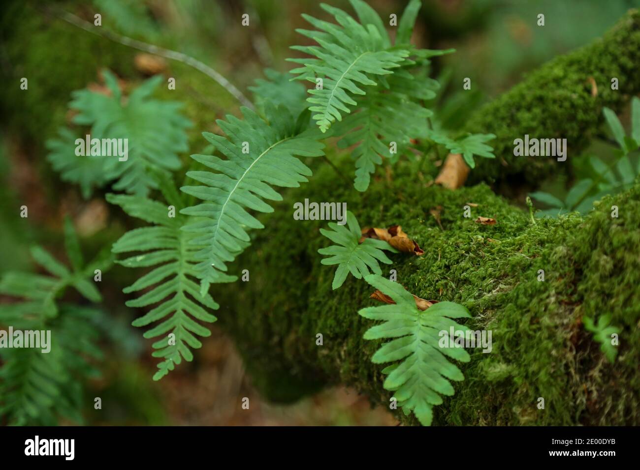 Wallpaper Ferns High Resolution Stock Photography and Images - Alamy