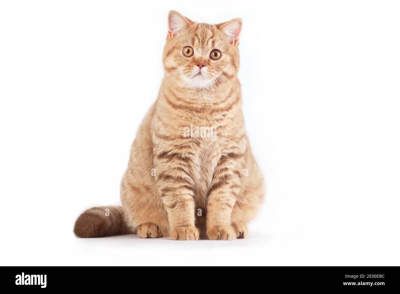 British red tabby 2025