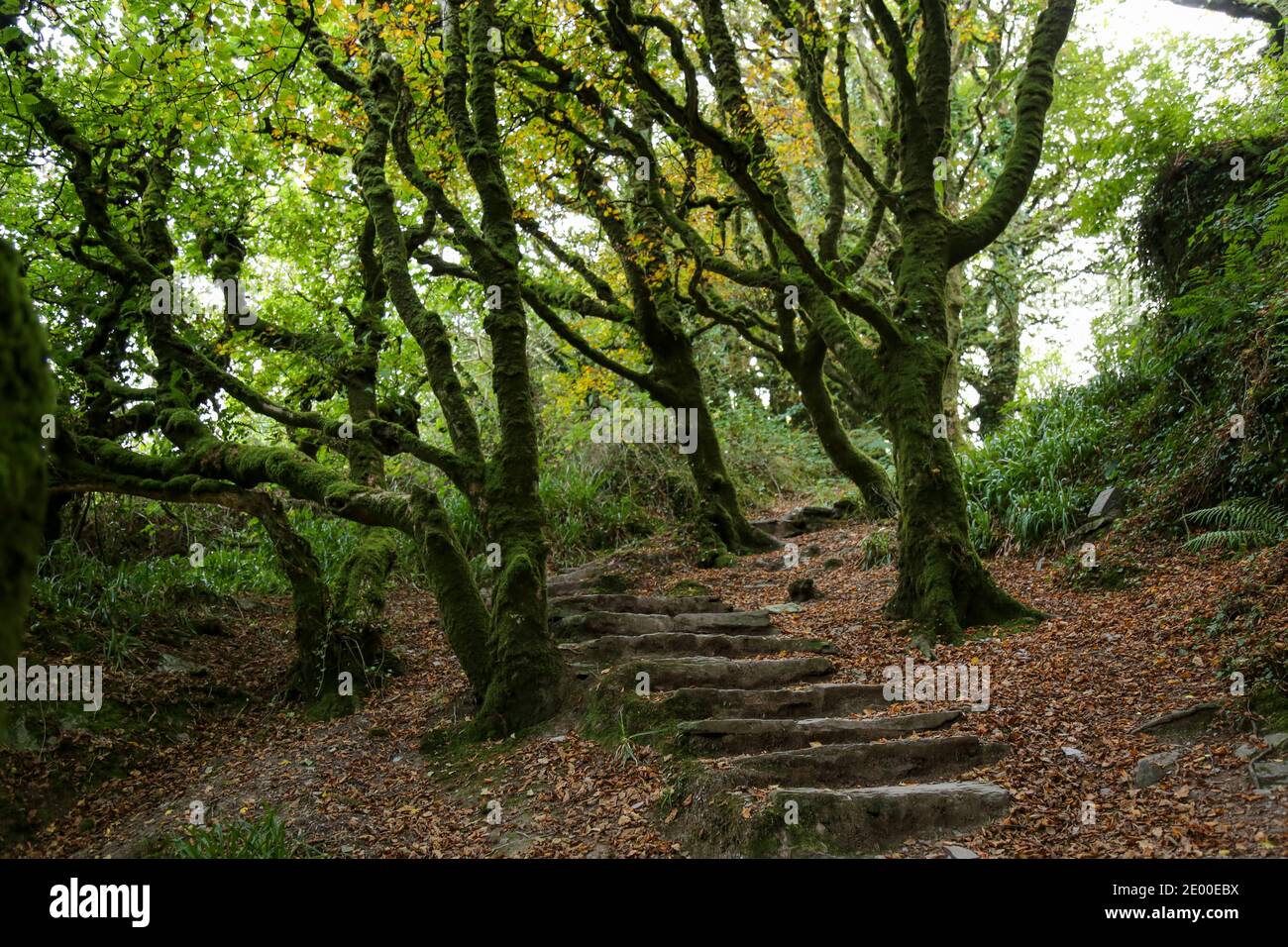 Ancient woods in Ireland Stock Photo Alamy