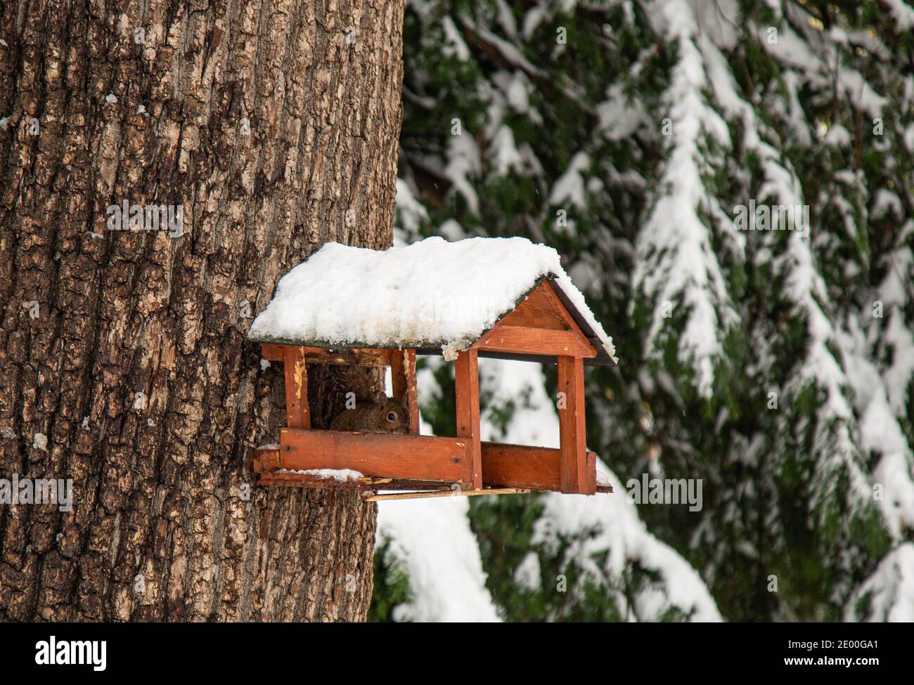 Milan, Italy. 28th Dec, 2020. Italy, Milan, Vanzago, chilled squirrel in his little house during a heavy snowfall. (Photo by Franco Re/Pacific Press) Credit: Pacific Press Media Production Corp./Alamy Live News Stock Photo