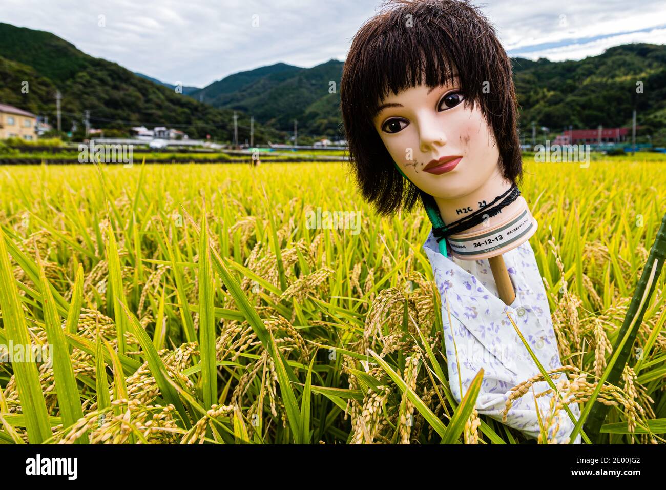 Scarecrow made of mannequin head in Rice Paddies Stock Photo