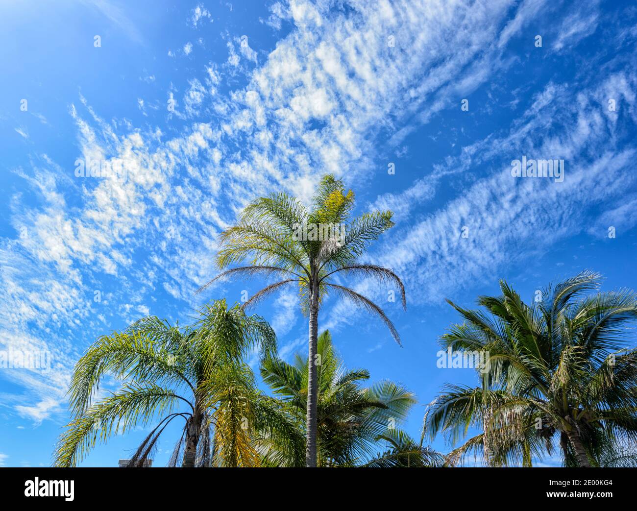 View of palmtrees treetops in front of a blue sky and white clouds, Rainbow Beach, Queensland, QLD, Australia Stock Photo