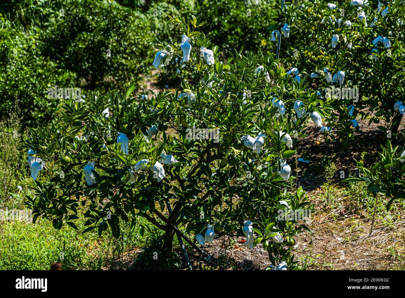 Yuzu Tree in Numazu, Japan Stock Photo