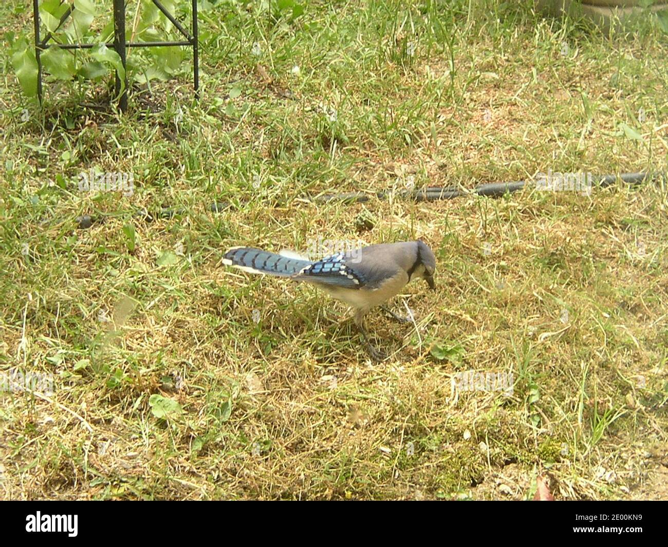 Blue jay Hunting on Grass Stock Photo Alamy