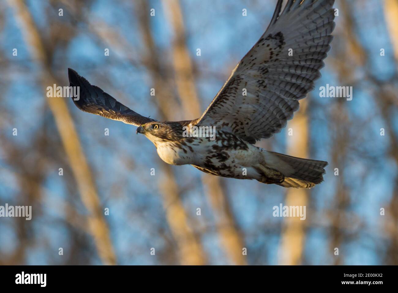 red-tailed hawk (Buteo jamaicensis) in flight Stock Photo - Alamy