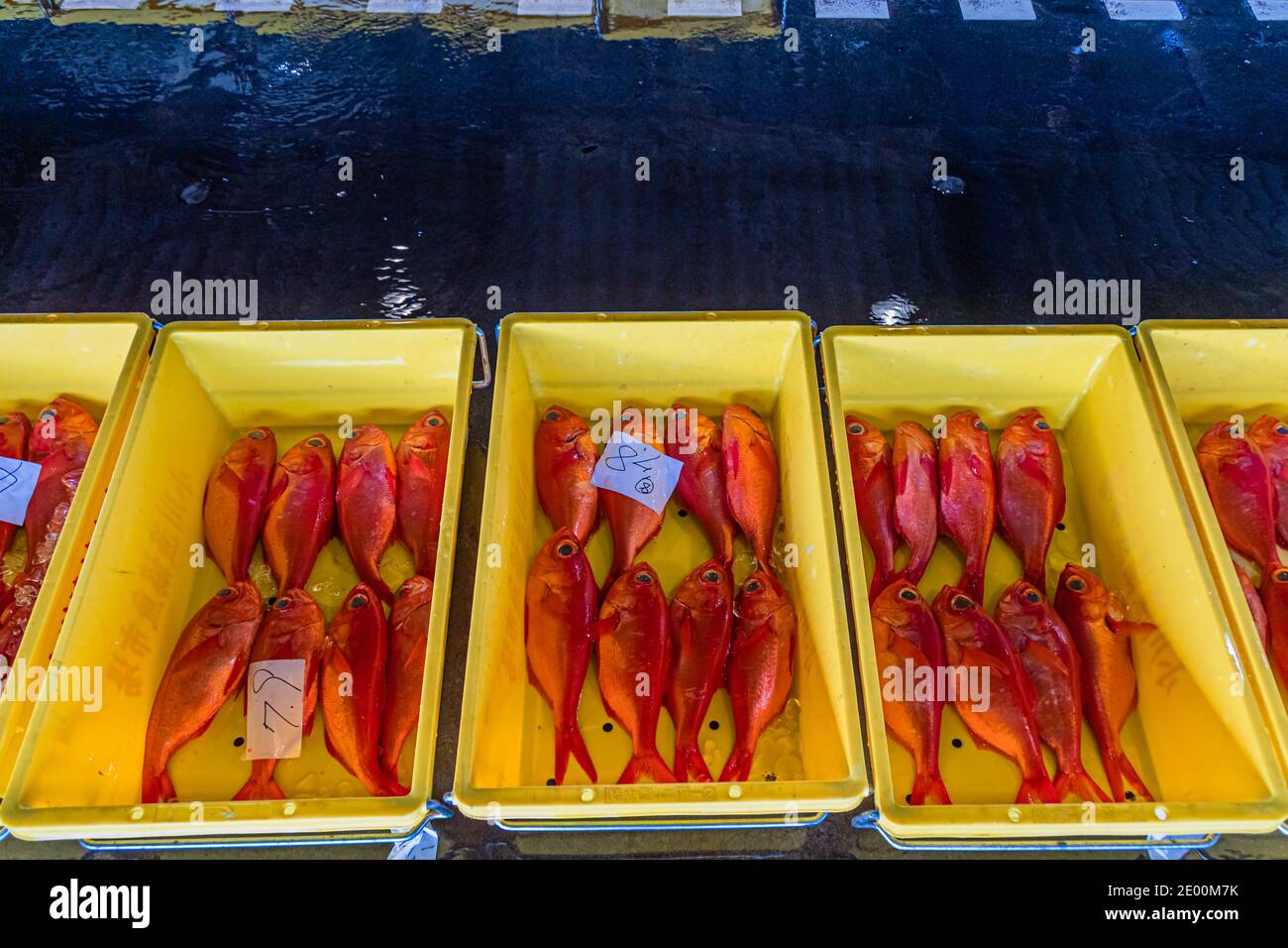 Kinmedai (golden eye snapper) on Fish Auction in Yaidu, Japan Stock Photo -  Alamy