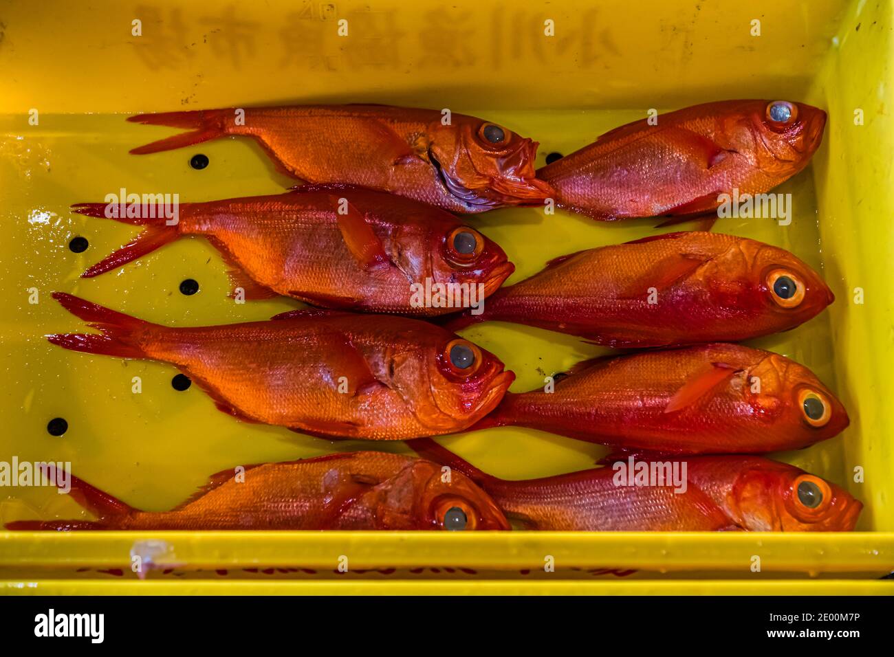 Golden eye snapper/red snapper/Kinmedai on ice, Beryx splendens, Tsukiji  Fish Market, Tokyo, Japan. - SuperStock