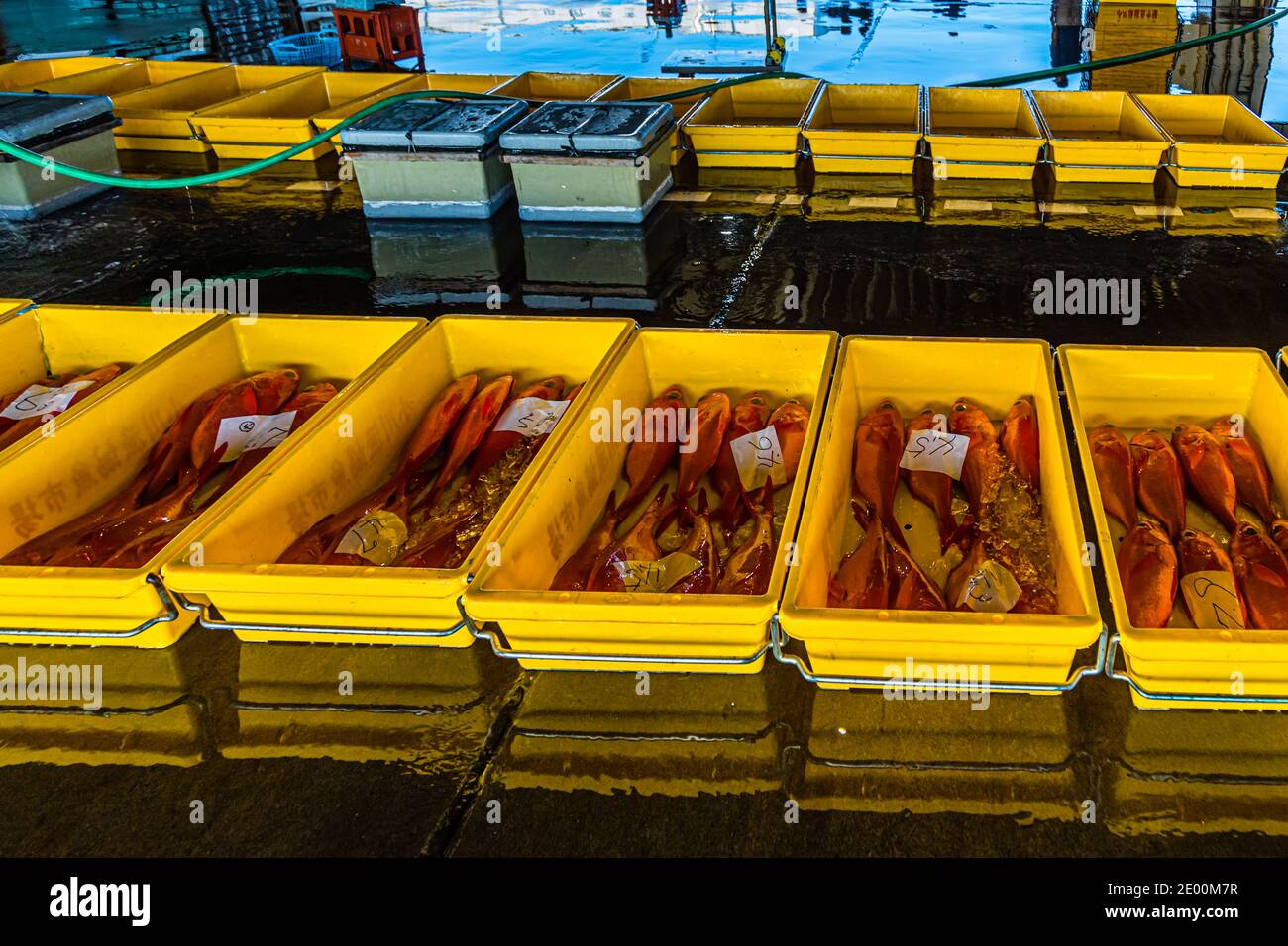 Kinmedai (golden eye snapper) on Fish Auction in Yaidu, Japan Stock Photo -  Alamy