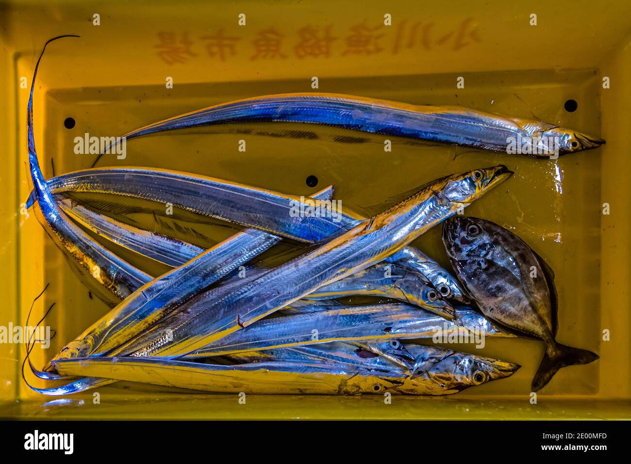 Fish Auction in Yaidu, Japan Stock Photo