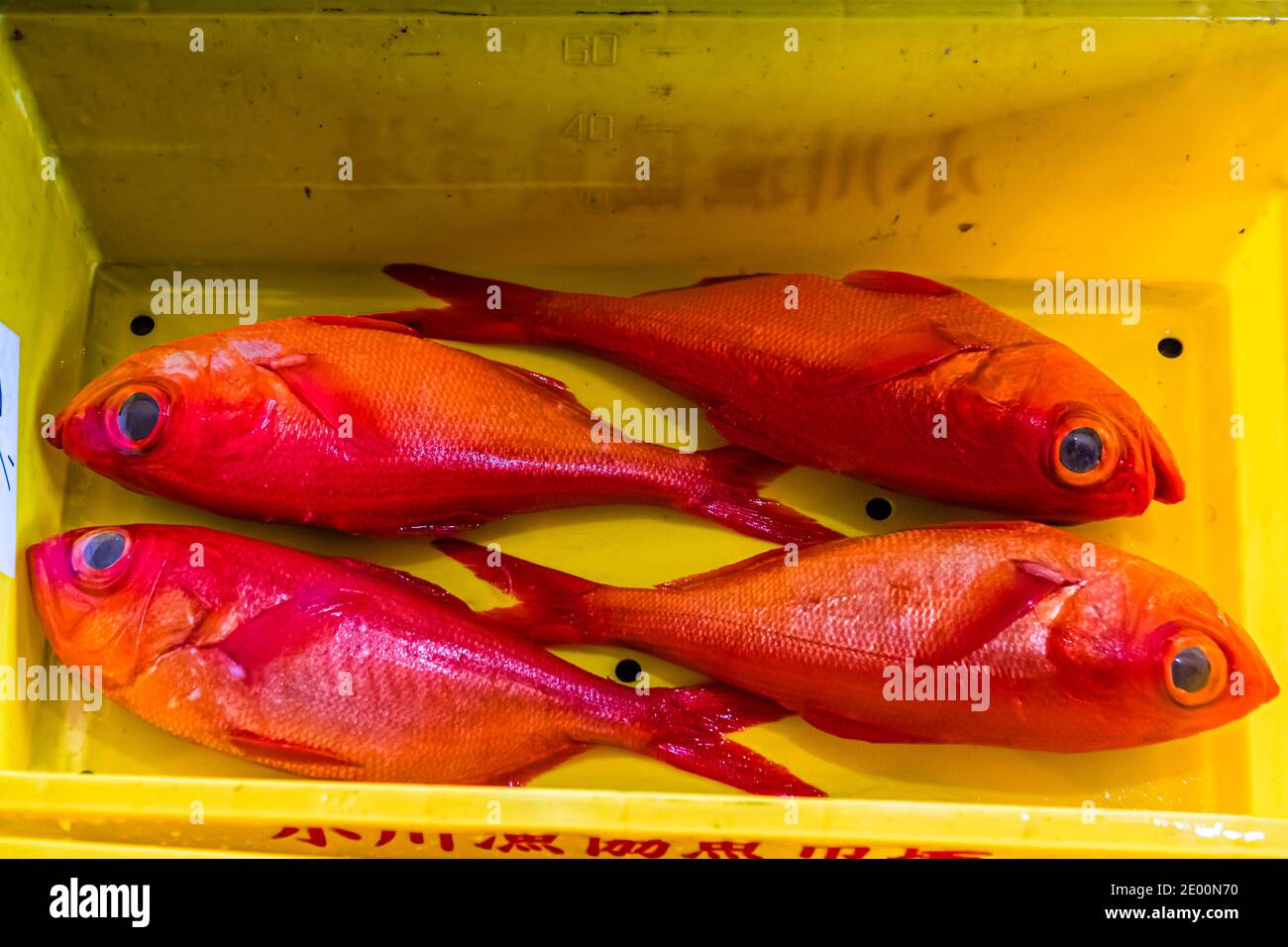 Kinmedai (golden eye snapper) on Fish Auction in Yaidu, Japan Stock Photo