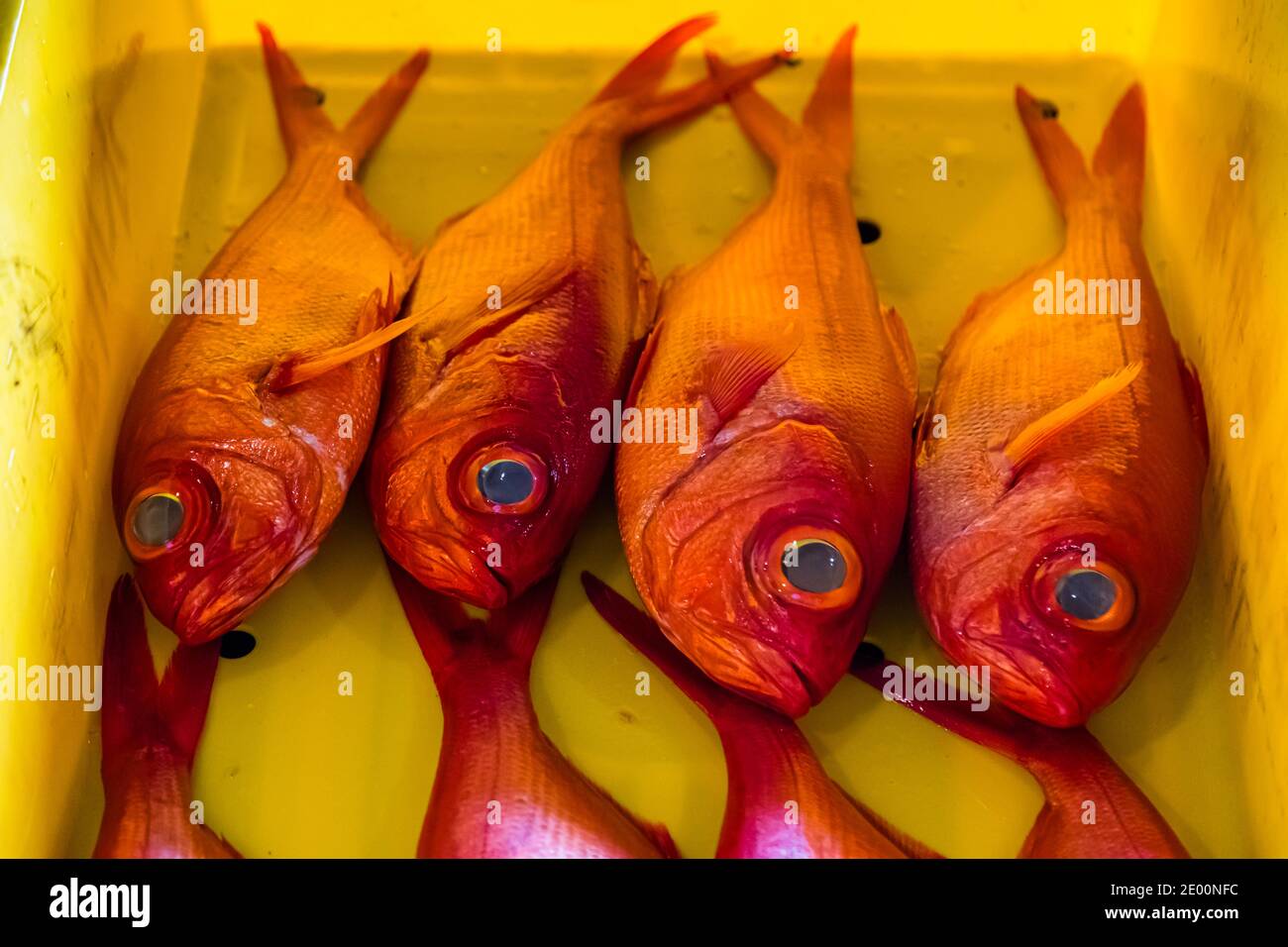 Kinmedai (golden eye snapper) on Fish Auction in Yaidu, Japan Stock Photo