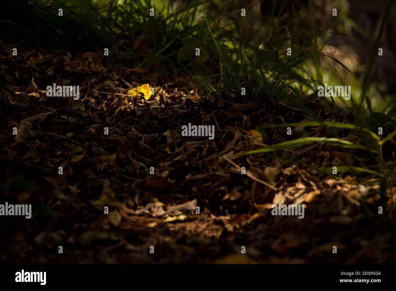 Yellow flower bathed by the sunlight in a forest over dead brow leaves in the shadows Stock Photo