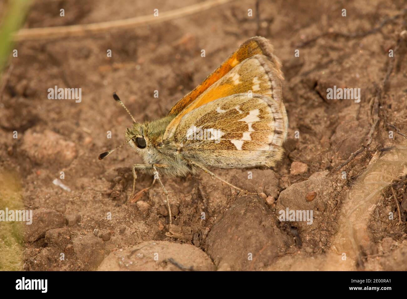 Draco Skipper Butterfly, Polites draco, Hesperiidae. Stock Photo