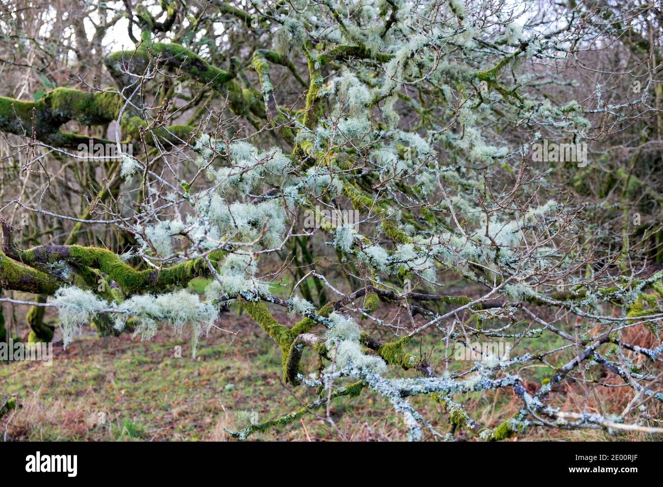 Ramalina farinacea fruticose lichen and moss growing on twigs branches of an oak tree in woodland in winter Carmarthenshire Wales UK 2020 KATHY DEWITT Stock Photo
