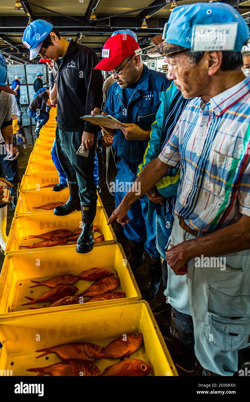 Kinmedai (golden eye snapper) on Fish Auction in Yaidu, Japan Stock Photo