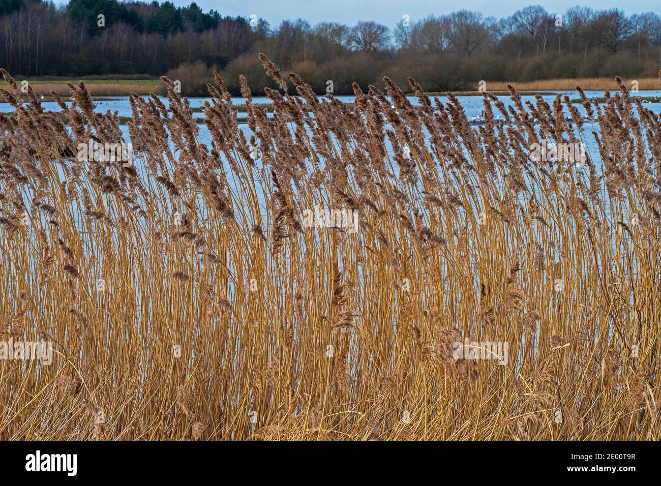 Reeds and wetland habitat at St Aidan's Nature Park, Castleford, West Yorkshire, England Stock Photo