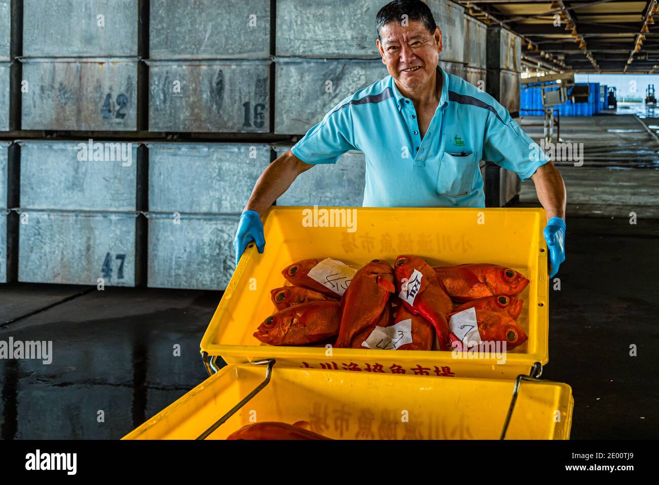 Kinmedai (golden eye snapper) on Fish Auction in Yaidu, Japan Stock Photo