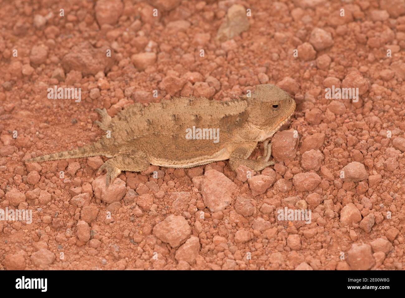 Greater Short-horned Lizard, Phrynosoma hernandesi, Phrynosomatinae, Iguanidae. Stock Photo