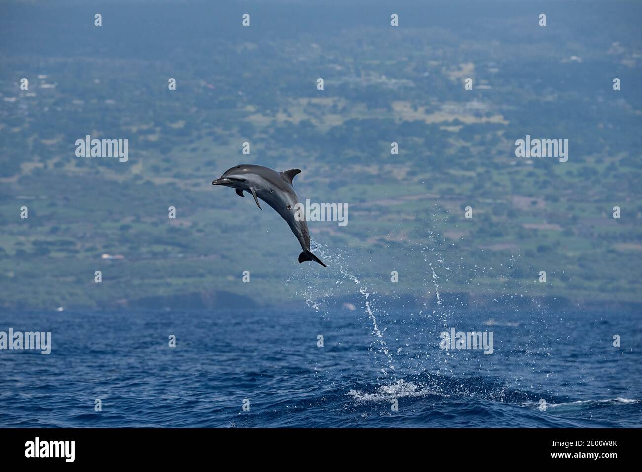 pantropical spotted dolphin, Stenella attenuata, jumping, crater wounds  visible from bite of cookie cutter shark, South Kona, Hawaii, USA, Pacific Stock Photo