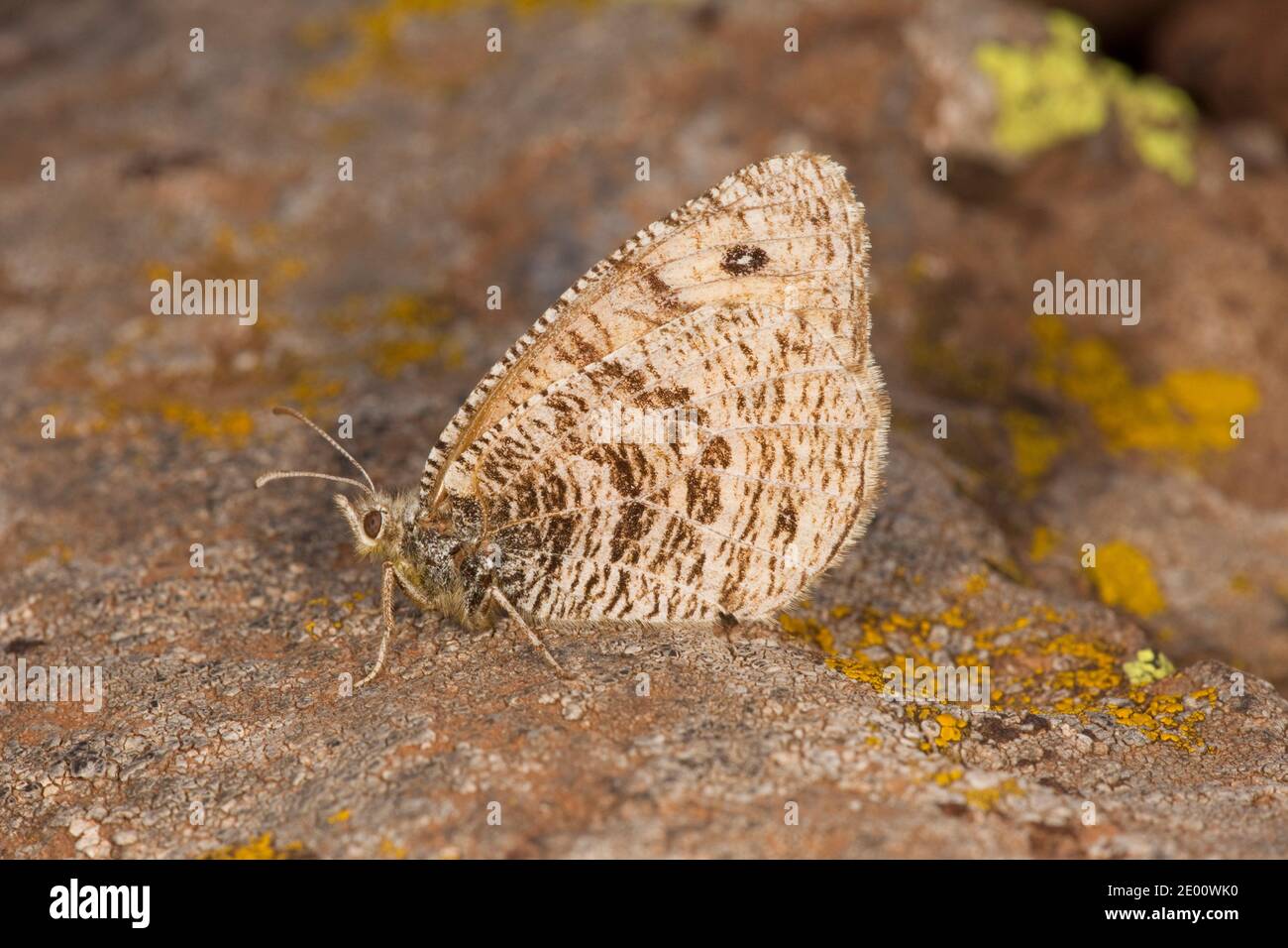 Alberta Arctic Butterfly, Oeneis alberta, Nymphalidae. Stock Photo
