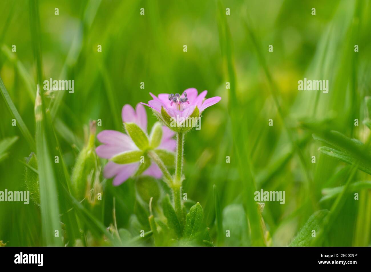 Pretty Doves-foot Cranesbill, Geranium molle, growing in a wildflower ...