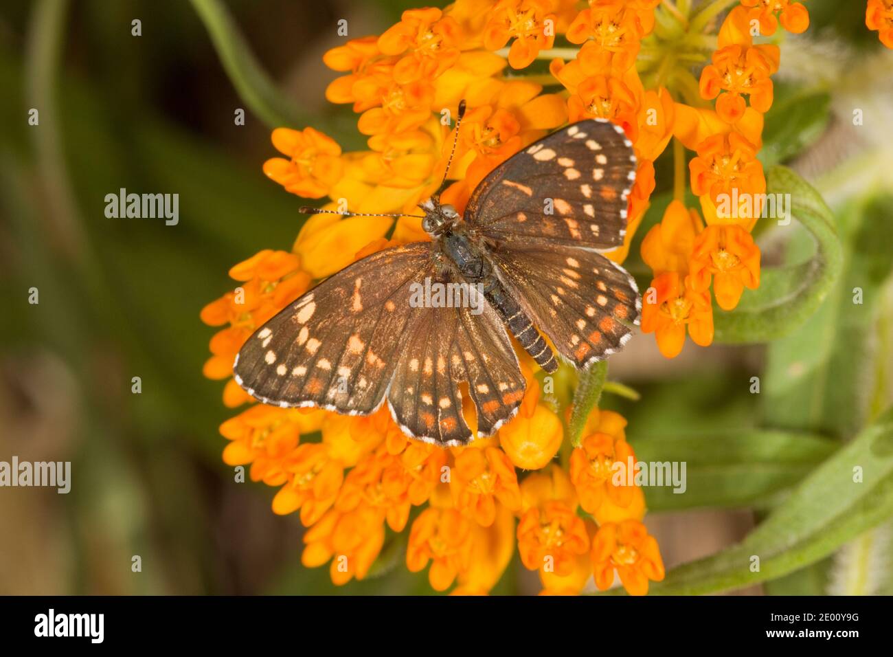 Black Checkerspot Butterfly, Chlosyne cyneas, Nymphalidae. Nectaring on Butterfly Milkweed, Asclepias tuberosa. Stock Photo
