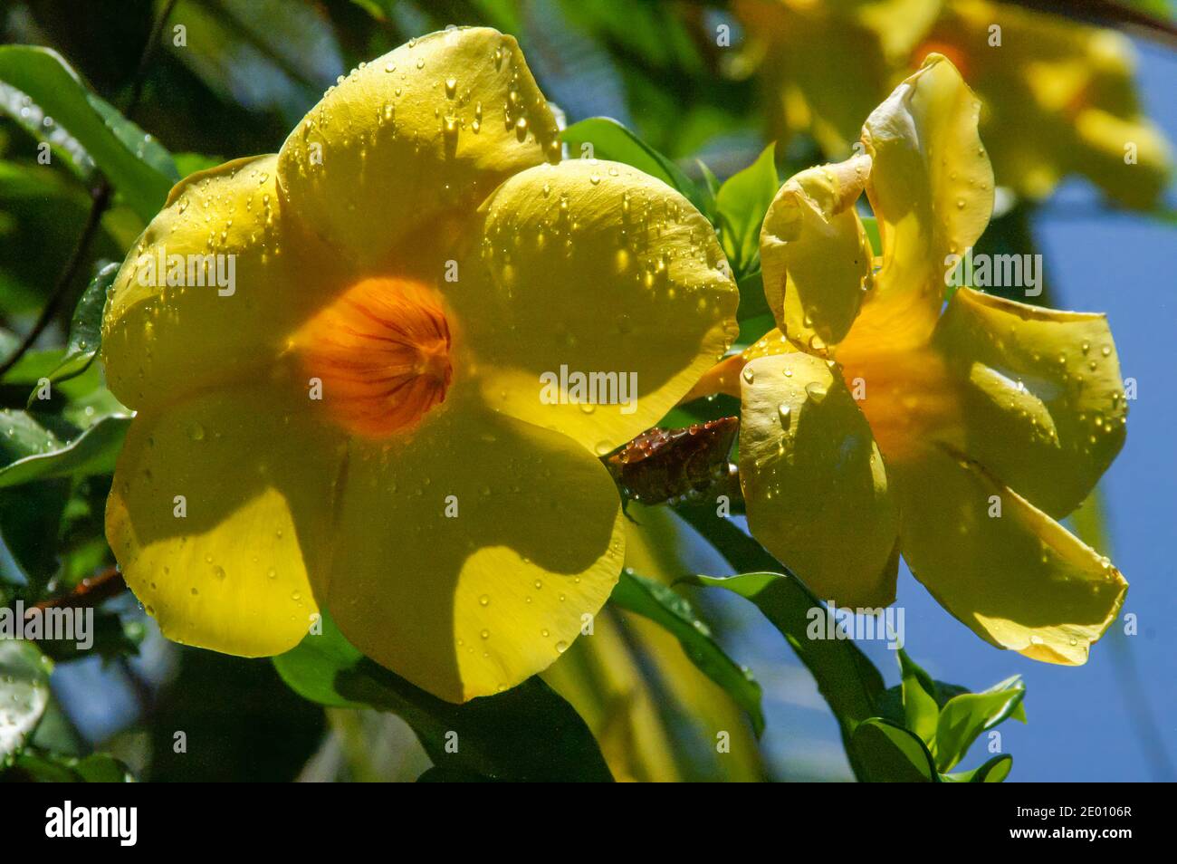 Yellow trumpet vine hires stock photography and images Alamy