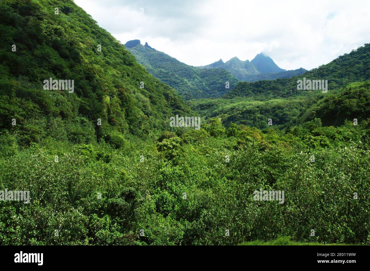 Lush green mountains in Te Faaiti Natural Park. Tahiti - near Papeete. Stock Photo