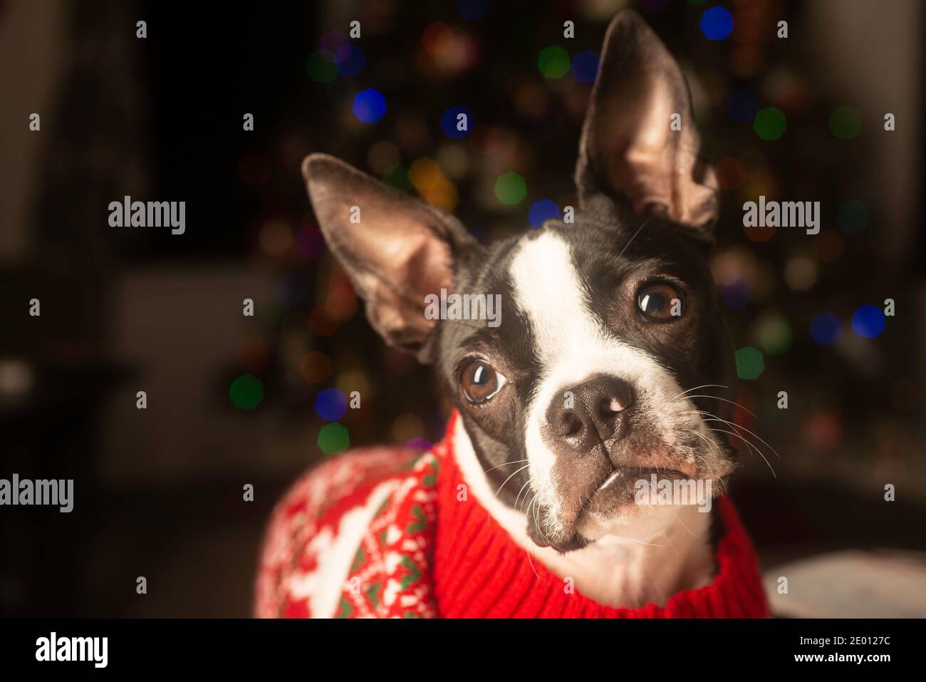 Boston Terrier Puppy Dressed Up for Christmas in Holiday Sweater Stock Photo