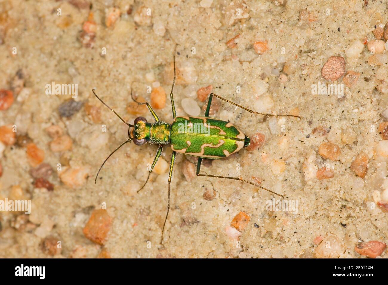 Aridland Tiger Beetle, Ellipsoptera marutha, Cicindelinae, Carabidae. Length 13.5 mm. Green morph. Stock Photo