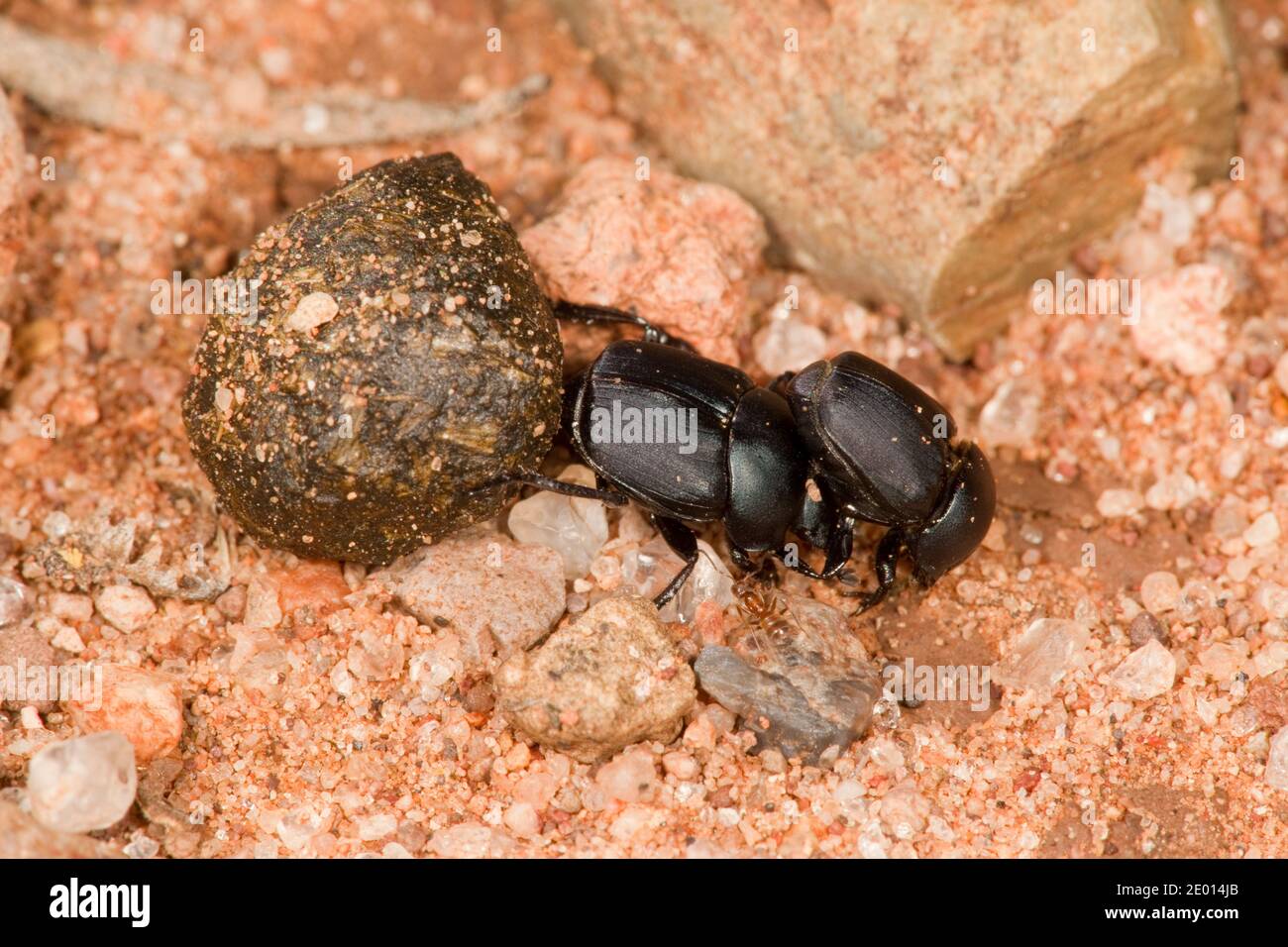 Dung Beetle, Canthon imitator, Scarabaeidae. Pair rolling ball of dung. Stock Photo