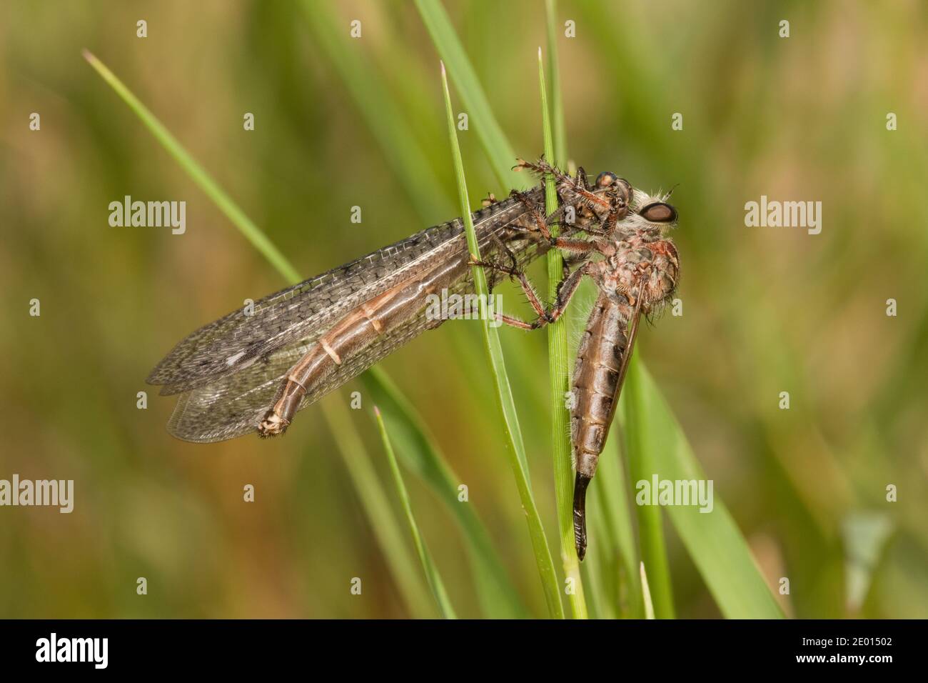 Unidentified Robber Fly female, Asilidae. Feeding on Antlion, Myrmeleontidae. Stock Photo