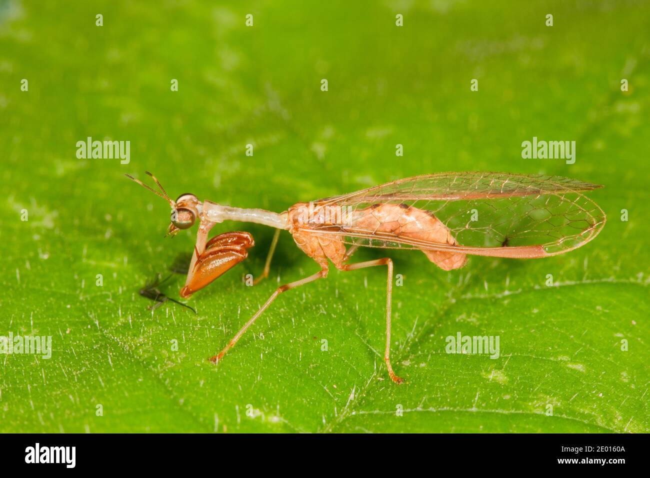 Mantisfly, Dicromantispa sayi, Mantispidae. Body Length 14 mm. Stock Photo