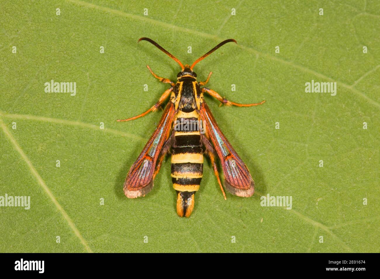 Clearwing Moth female, Carmenta wellerae, Sesiidae. Forewing Length 11 mm. Stock Photo