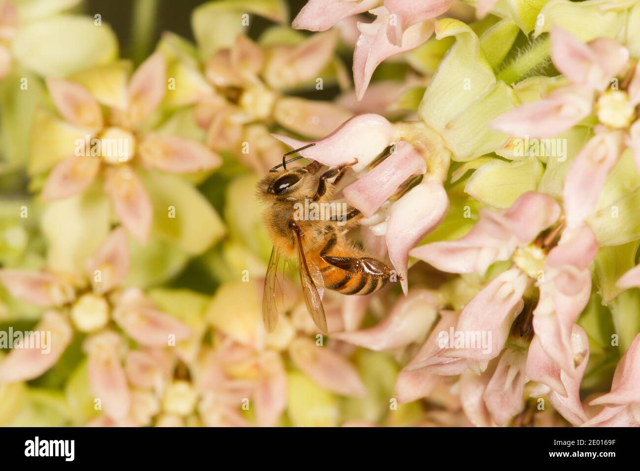 Honey Bee, Apis mellifera, Apidae. Nectaring on Lemmon's Milkweed, Asclepias lemmonii, Asclepiadaceae. Stock Photo