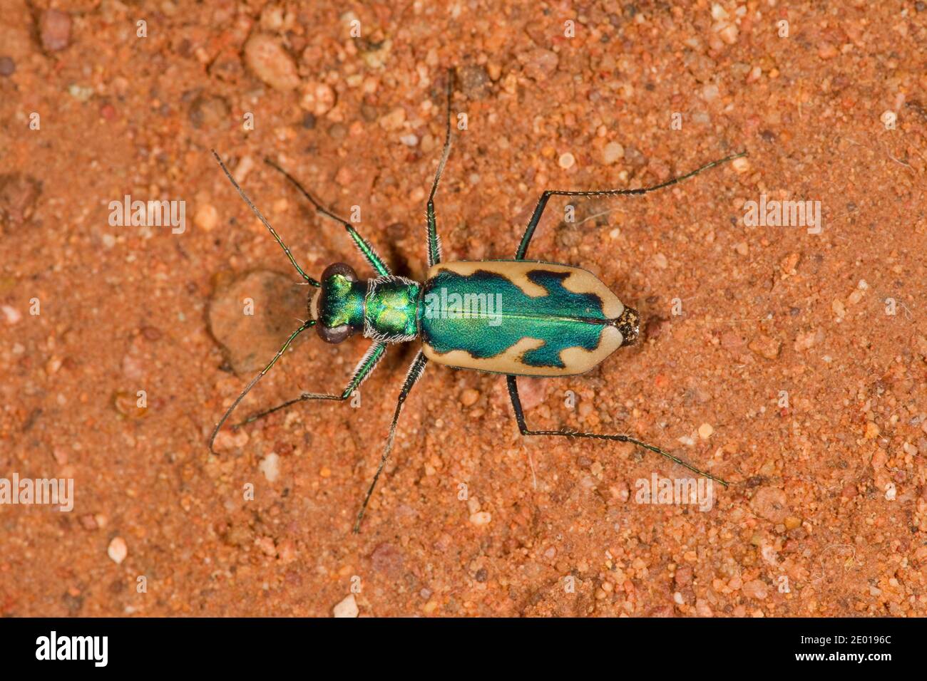Tiger Beetle, Eunota fulgoris erronea, Cicindelinae, Carabidae. Length 13 mm. Stock Photo