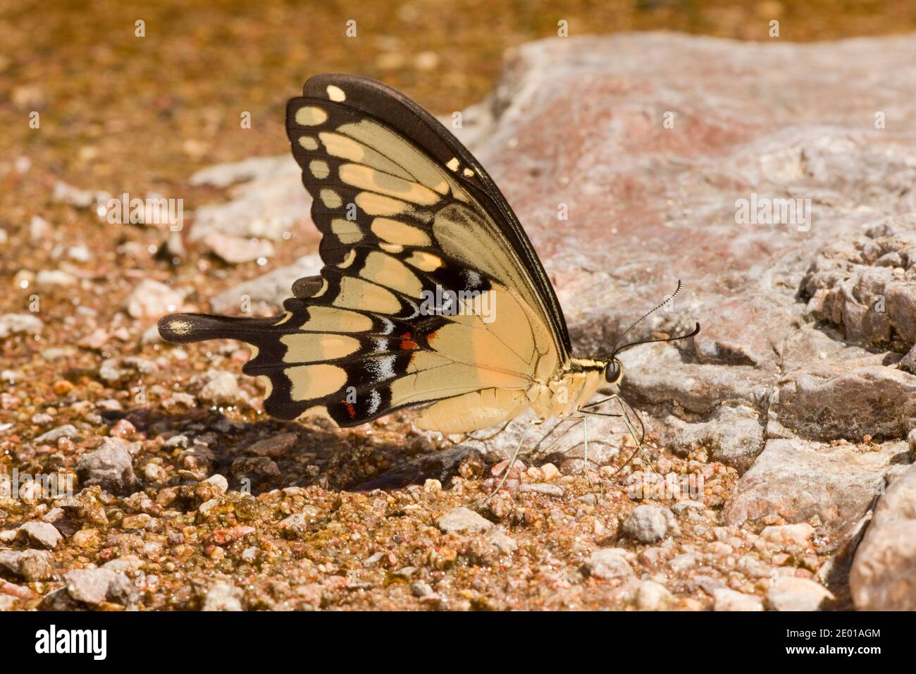 Western Giant Swallowtail Butterfly, Papilio rumiko, Papilionidae. Stock Photo