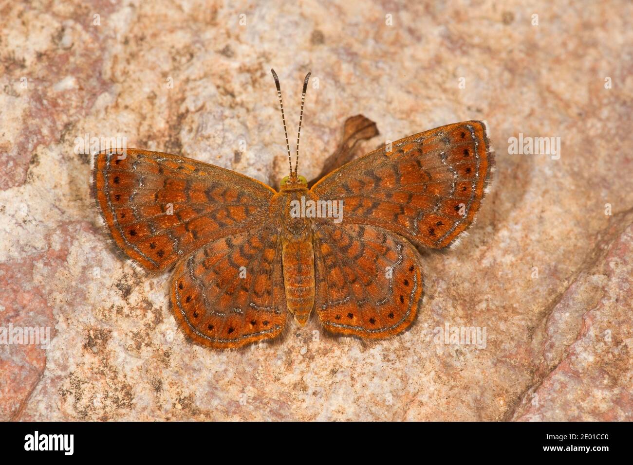 Arizona Metalmark Butterfly, Calephelis arizonensis, Riodinidae. Stock Photo