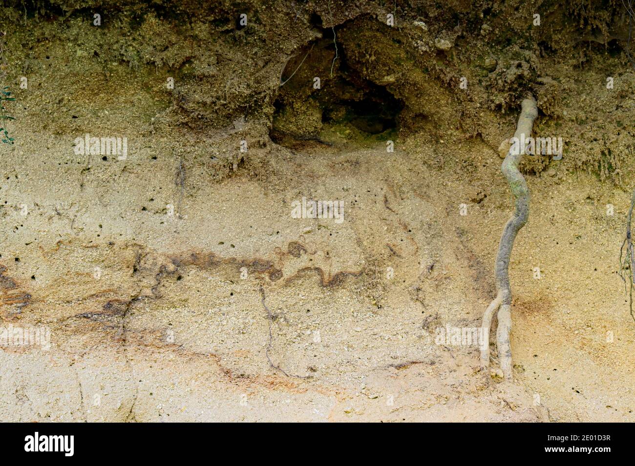 sand wall texture with tree roots. Stock Photo