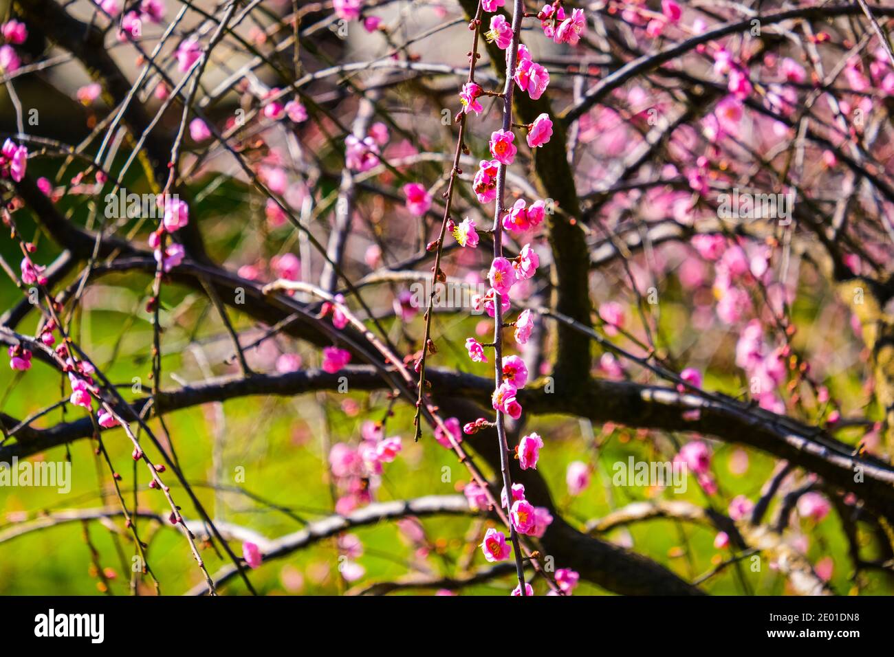 Pink blossoms on a tree in early Spring in Adelaide Australia Stock Photo