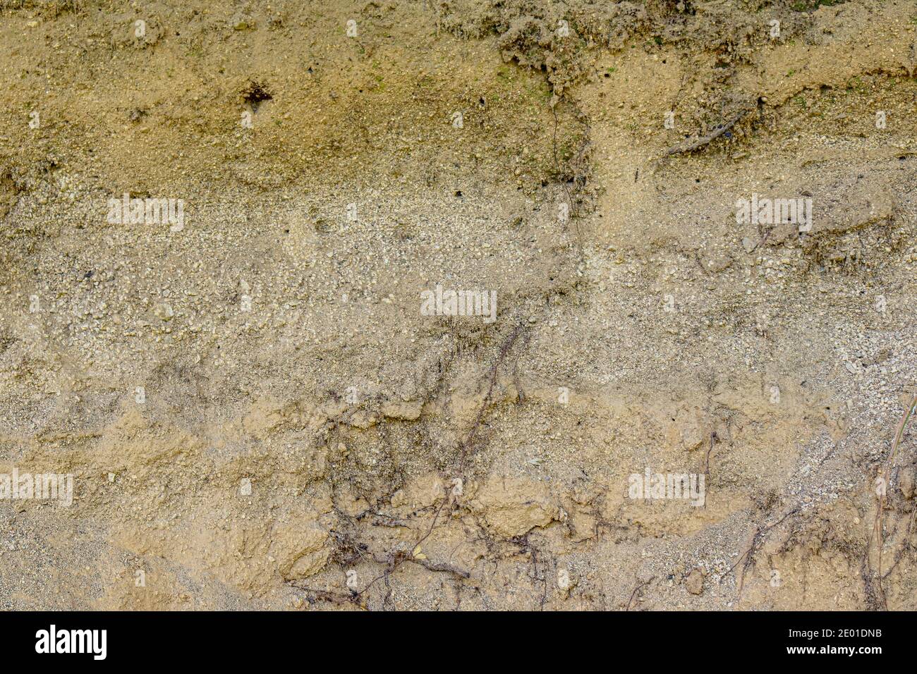 sand wall texture with tree roots. Stock Photo