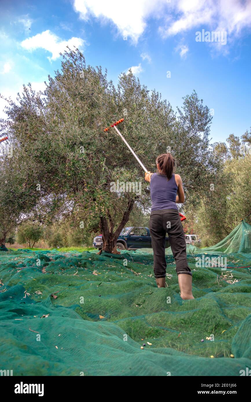 Harvesting fresh olives from agriculturists in an olive tree field in Crete, Greece for olive oil production Stock Photo