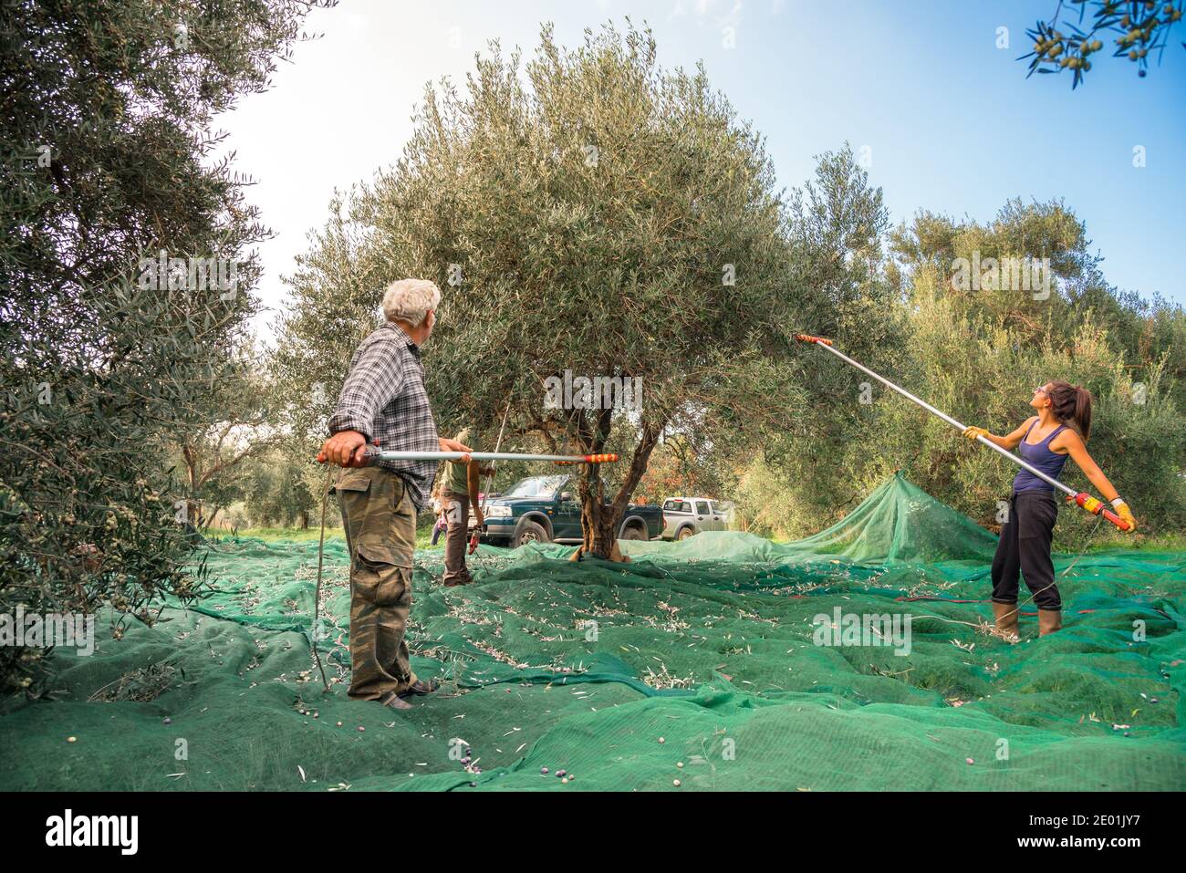 Harvesting fresh olives from agriculturists in an olive tree field in Crete, Greece for olive oil production Stock Photo