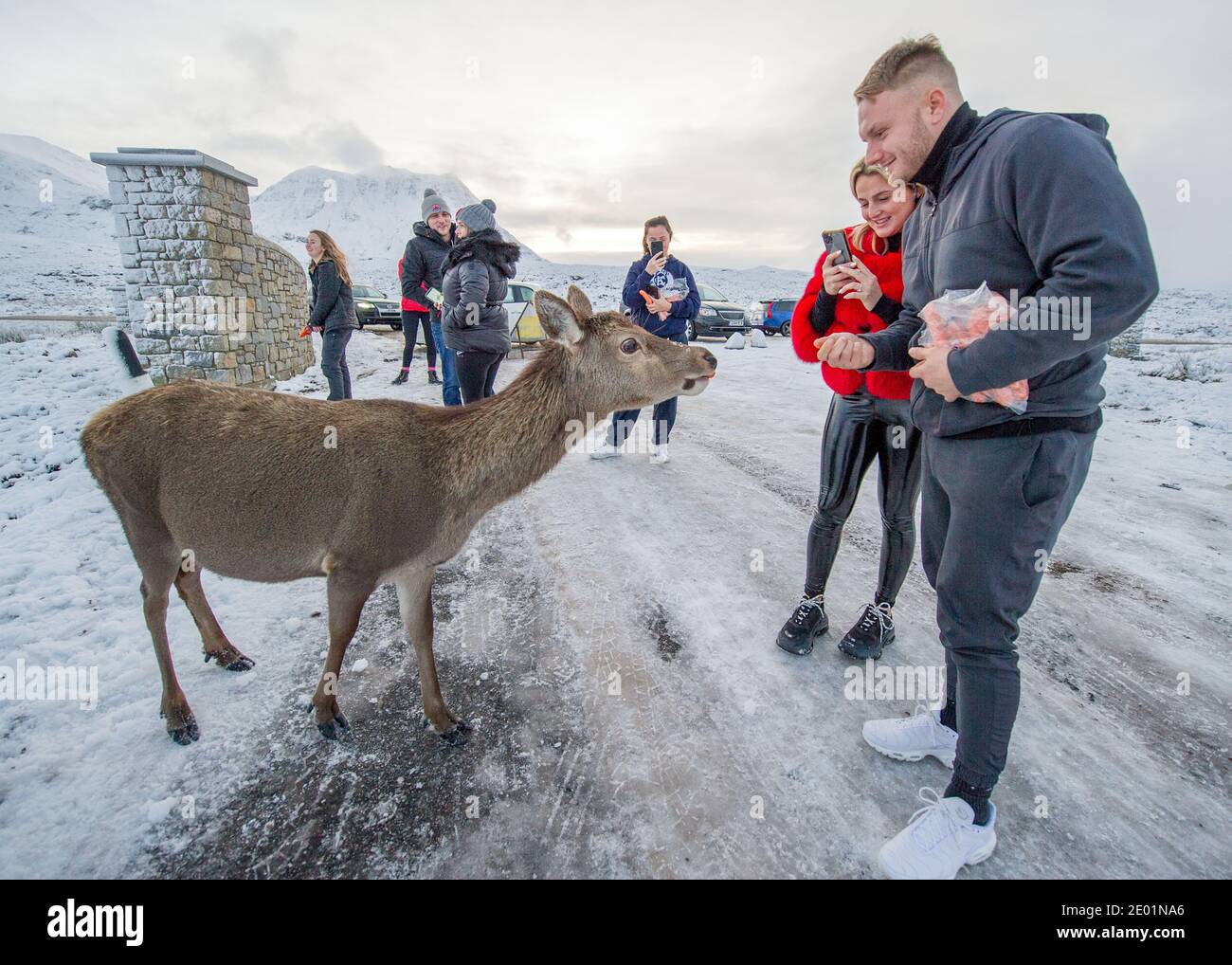 Glencoe, Scotland, UK. 28th Dec, 2020. Pictured: People feed carrots to the local herd of deer in Glencoe. Snow still lying on the hills from overnight snow fall from Storm Bella. Freezing temperatures with a Yellow Warning still in place issued by the MET Office. Credit: Colin Fisher/Alamy Live News Stock Photo