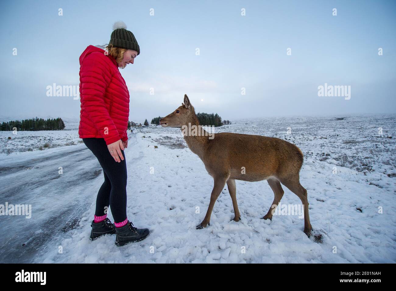 Glencoe, Scotland, UK. 28th Dec, 2020. Pictured: People feed carrots to the local herd of deer in Glencoe. Snow still lying on the hills from overnight snow fall from Storm Bella. Freezing temperatures with a Yellow Warning still in place issued by the MET Office. Credit: Colin Fisher/Alamy Live News Stock Photo
