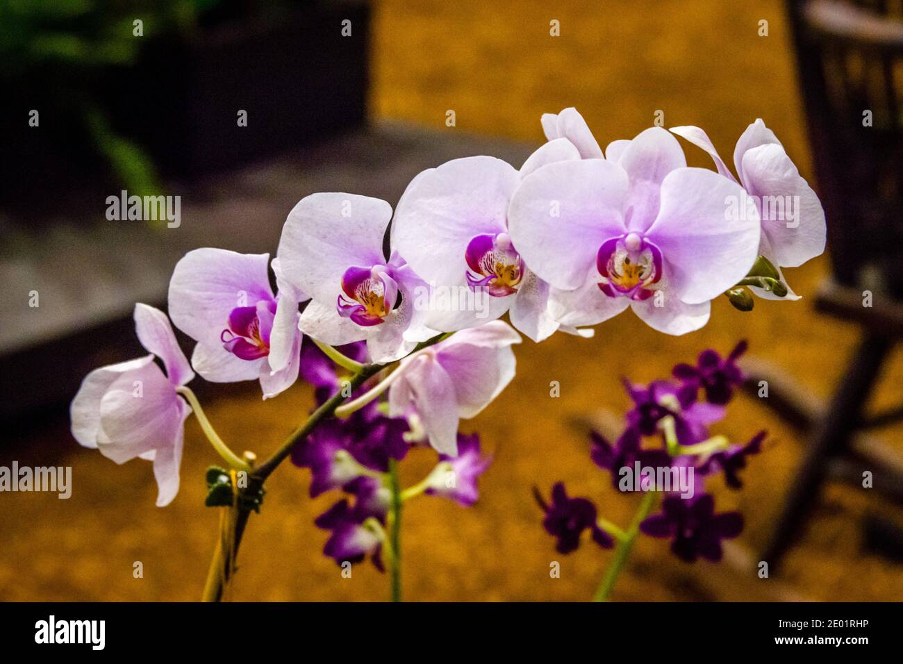 Maui, Hawaii, Maui County Fair, Orchid Show, Phalaenopsis Stock Photo