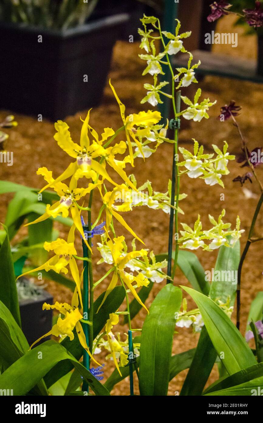 Maui, Hawaii, Maui County Fair, Orchid Show, Spider Orchid? Stock Photo